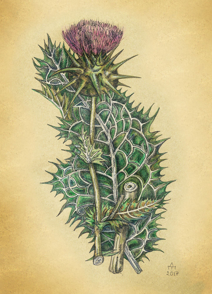 12. Чертополох