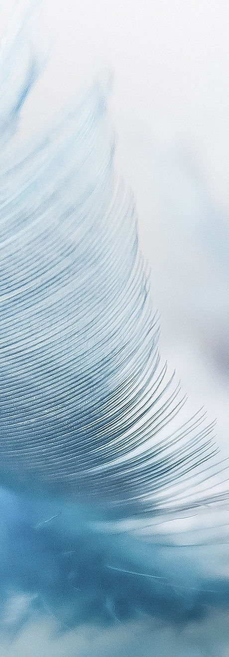 feather-3010848_1920.jpg