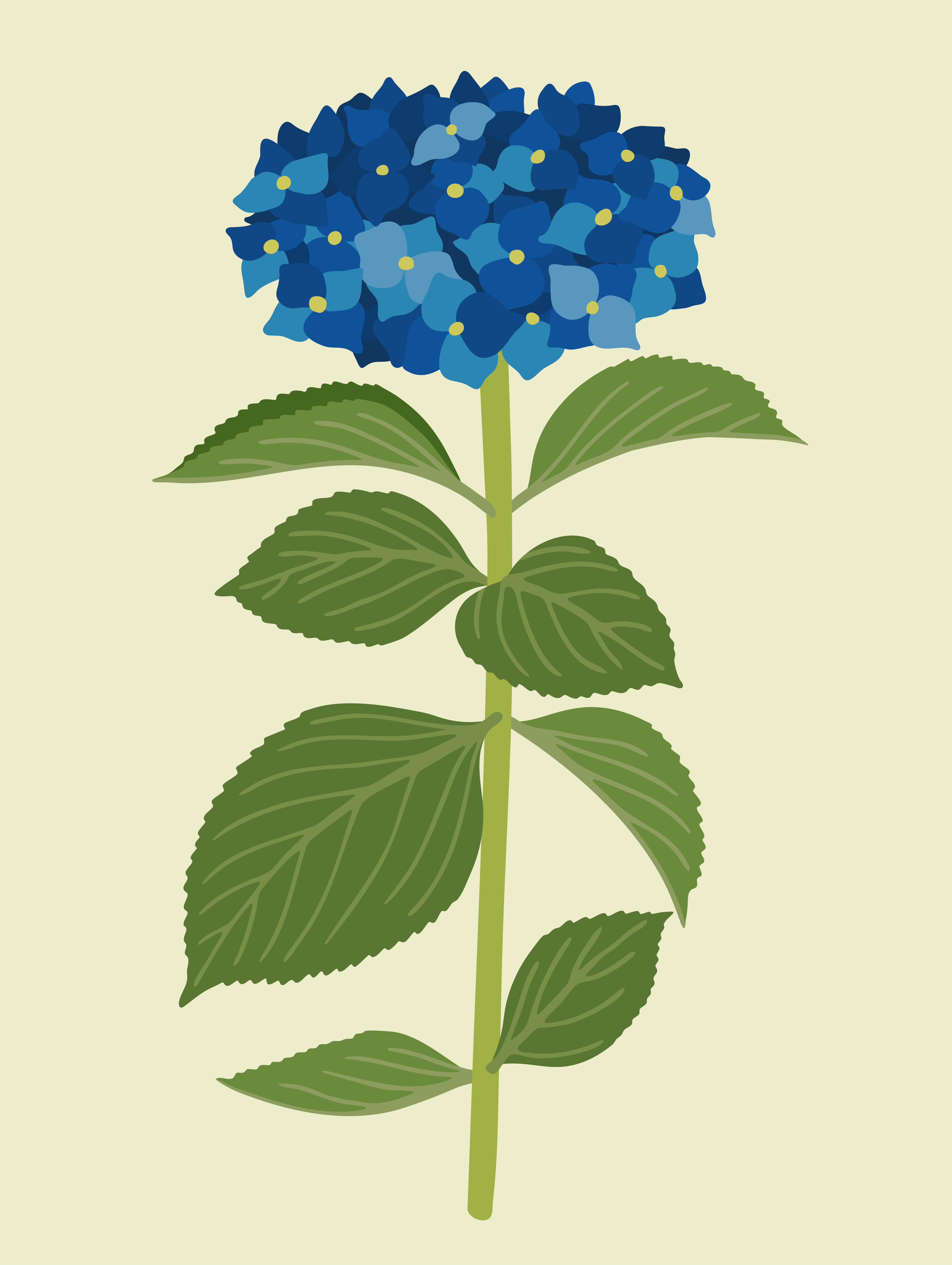 Hortensia