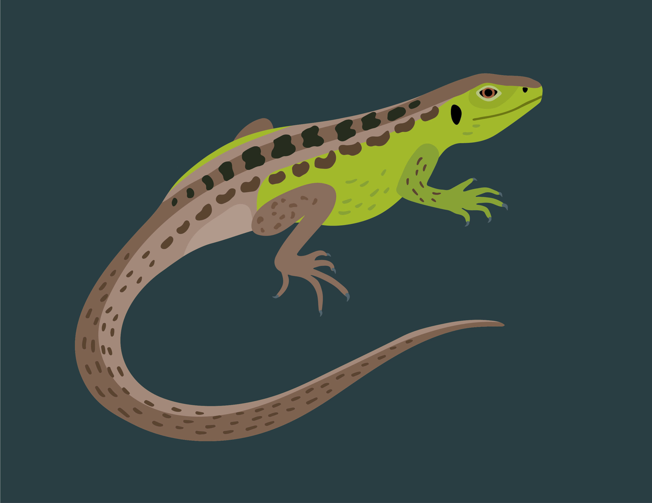 Lézard