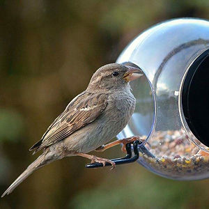 born-in-sweden-vogel-bird-feeder-fuer-fenster-6.jpg
