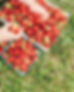 HOME UX-CIDER HILL FARM slider small-12.jpg
