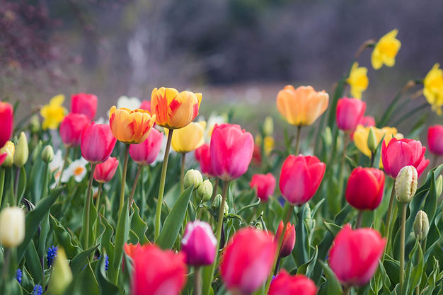 CIDER HILL FARM -pick your own8.JPG