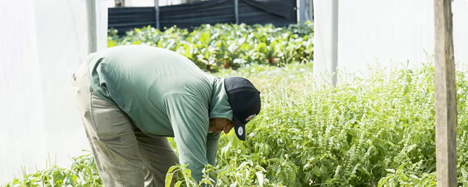 Food4Good_Farm3 1.png