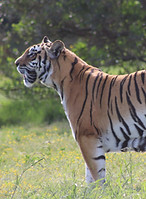 E-learning Tiger
