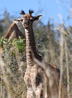 E-learning Giraffe
