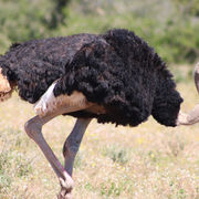 Mannelijke struisvogel