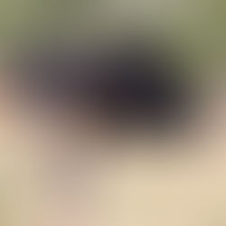 Mannelijke struisvogel