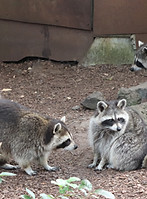 E-learning Raccoon