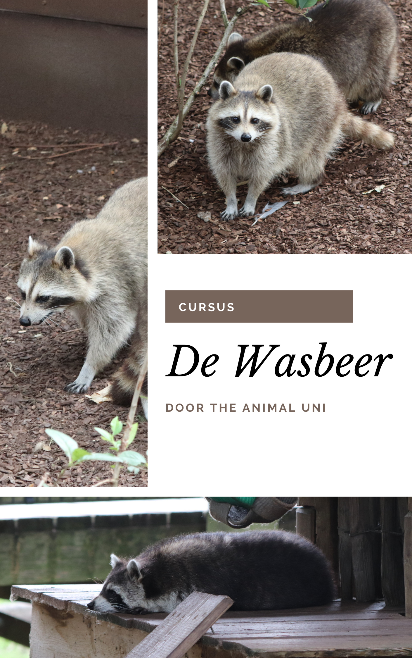 Cursus De wasbeer