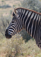 E-learning Zebra