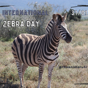 International zebra day - 31/01