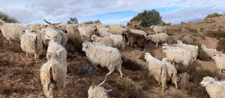 Wealth wisdom from Sheepherders of the planet