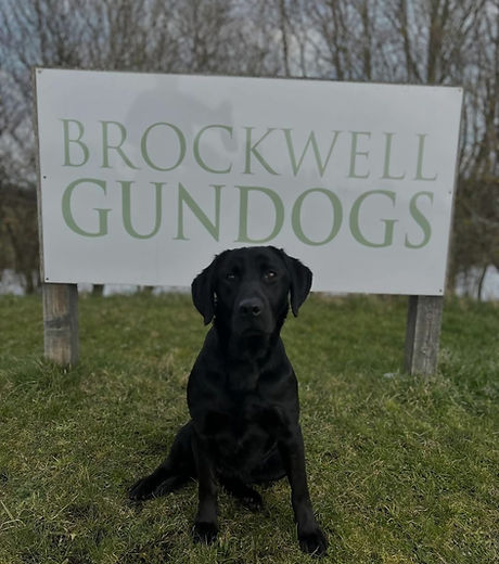 Brockwell Gun Dogs, Black Labrador Sat