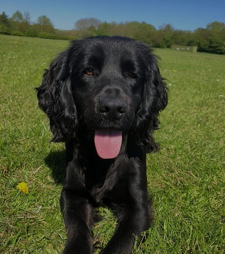 Black Cocker Spaniel Sat in Grass
