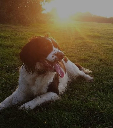 Springer Spaniel Sat in English Field