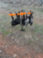 Bird Rack