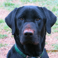 www.cedarspringsretrievers.com