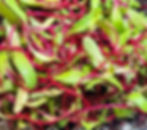 Beet Greens