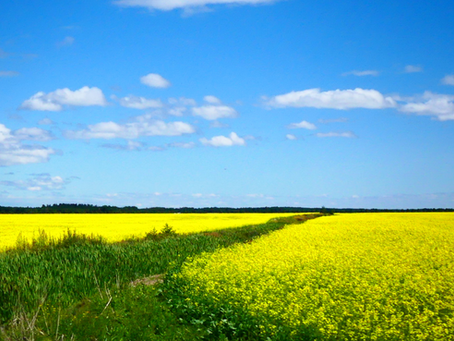 Bioéthanol et alimentation, nuit-il à la production alimentaire ? 