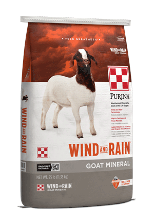 2025_AN_Goat_W-RMi_RF.png