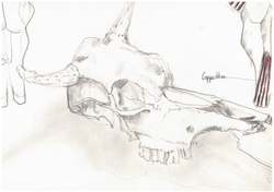 SKULL-SKETCH-1