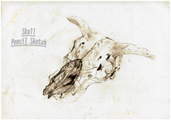 SKULL-SKETCH