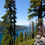 Thumbnail: Tahoe Forest