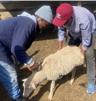 FV_animal vaccination-01.png