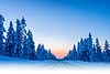 Snow-covered pine trees lining a road at sunset