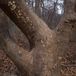 IMG_2326.jpeg