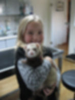 alle lieben Frettchen "Floh"