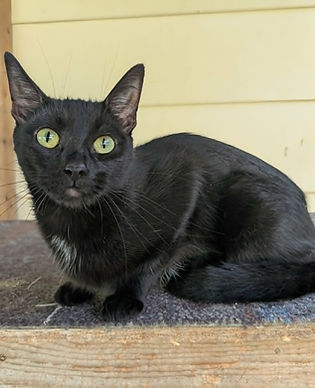 Licorice