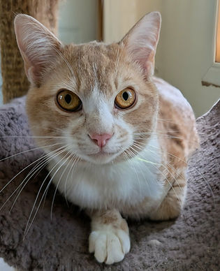Moth - ADOPTED!!