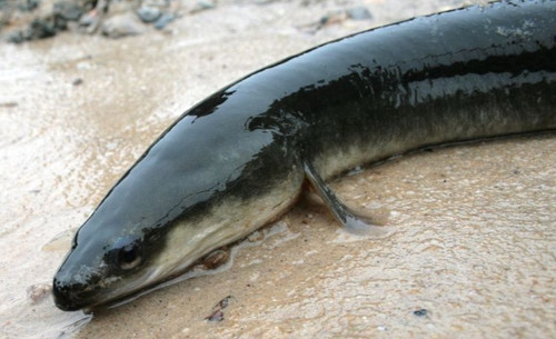 Freshwater Eel Farming Where To Buy Live Eels Near Me Live
