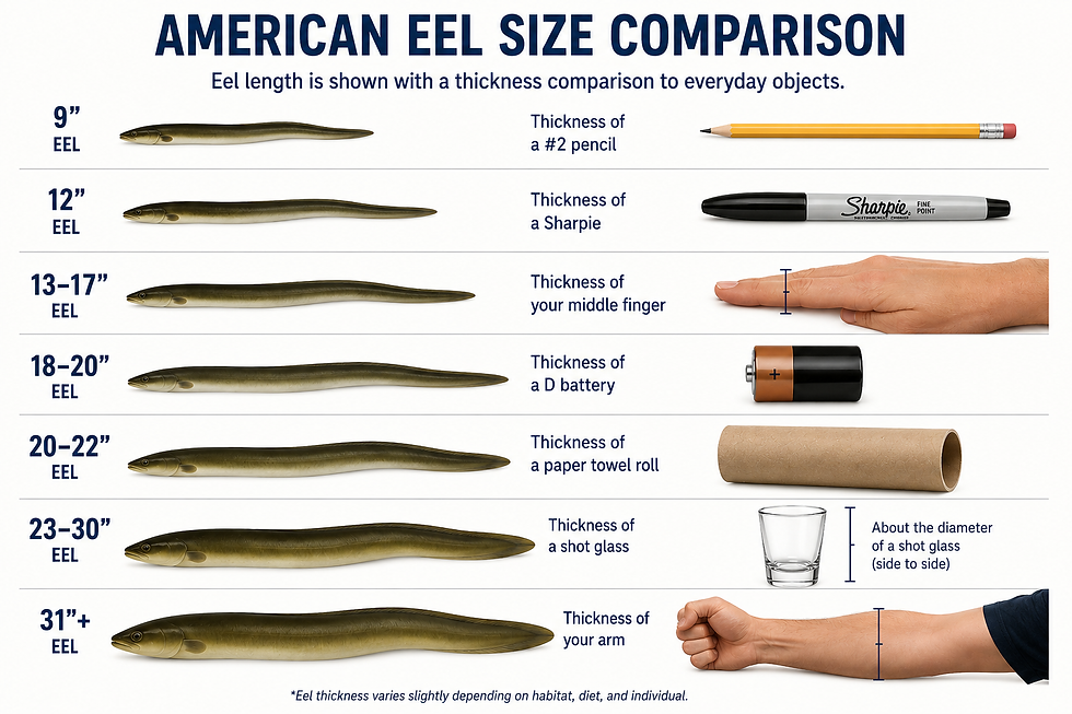 Thumbnail: Frozen Rigging Eels Dozen 13-17” Bait