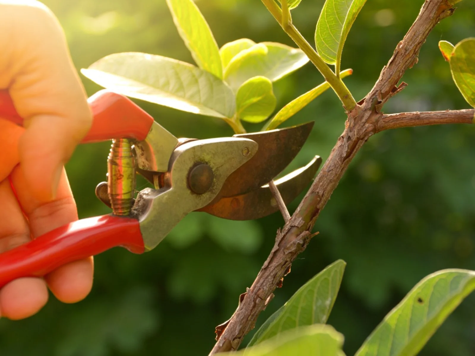 garden maintenance