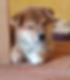 corredo del cucciolo bella.jpg