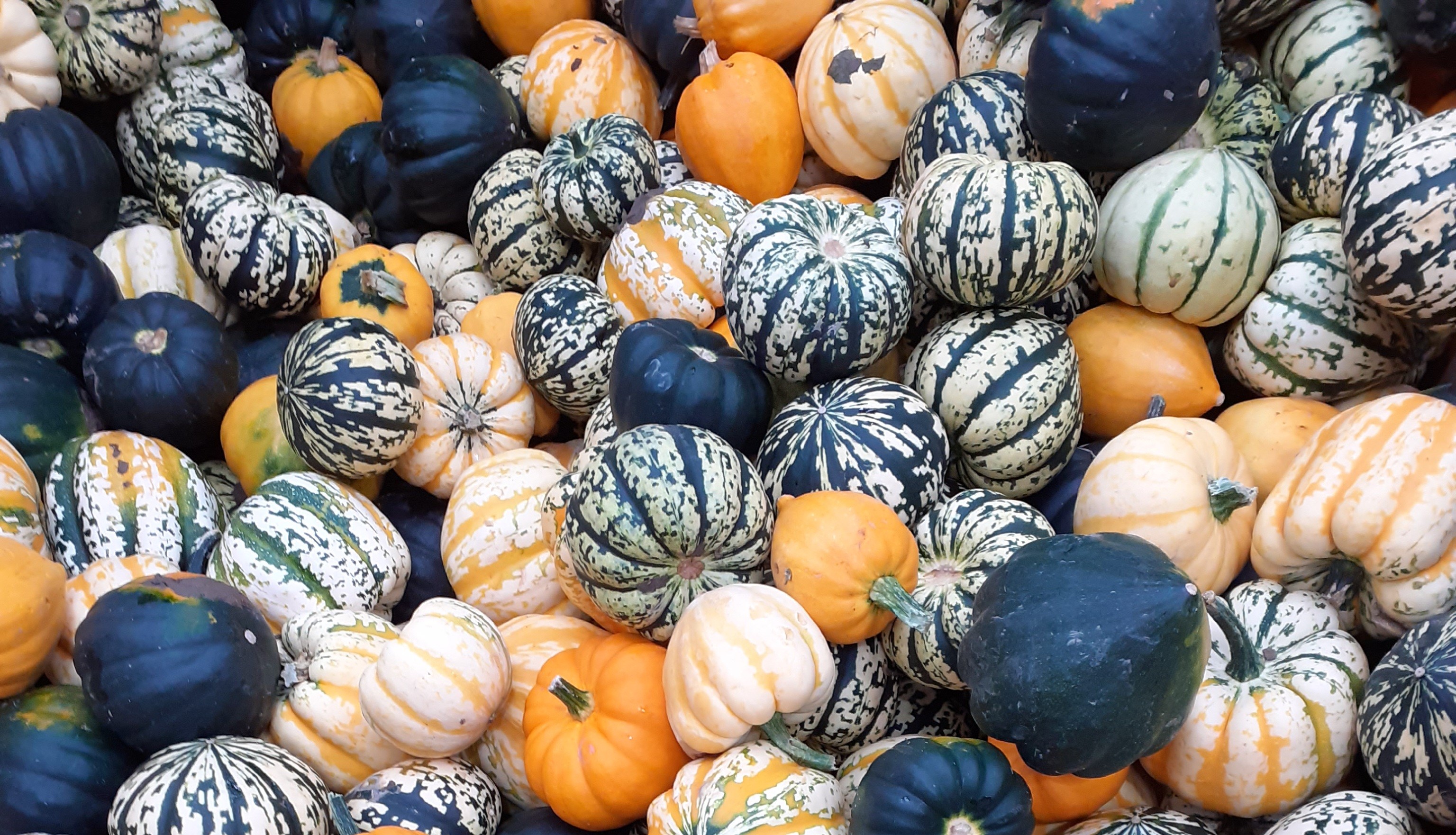 Pumpkin picking at Cobbs Farm Pumpkins
