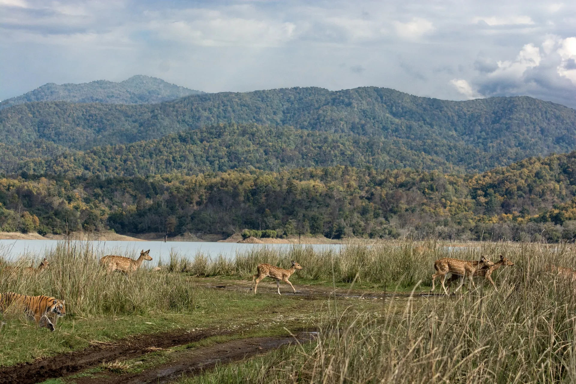 Deers running in grass meadows from tiger