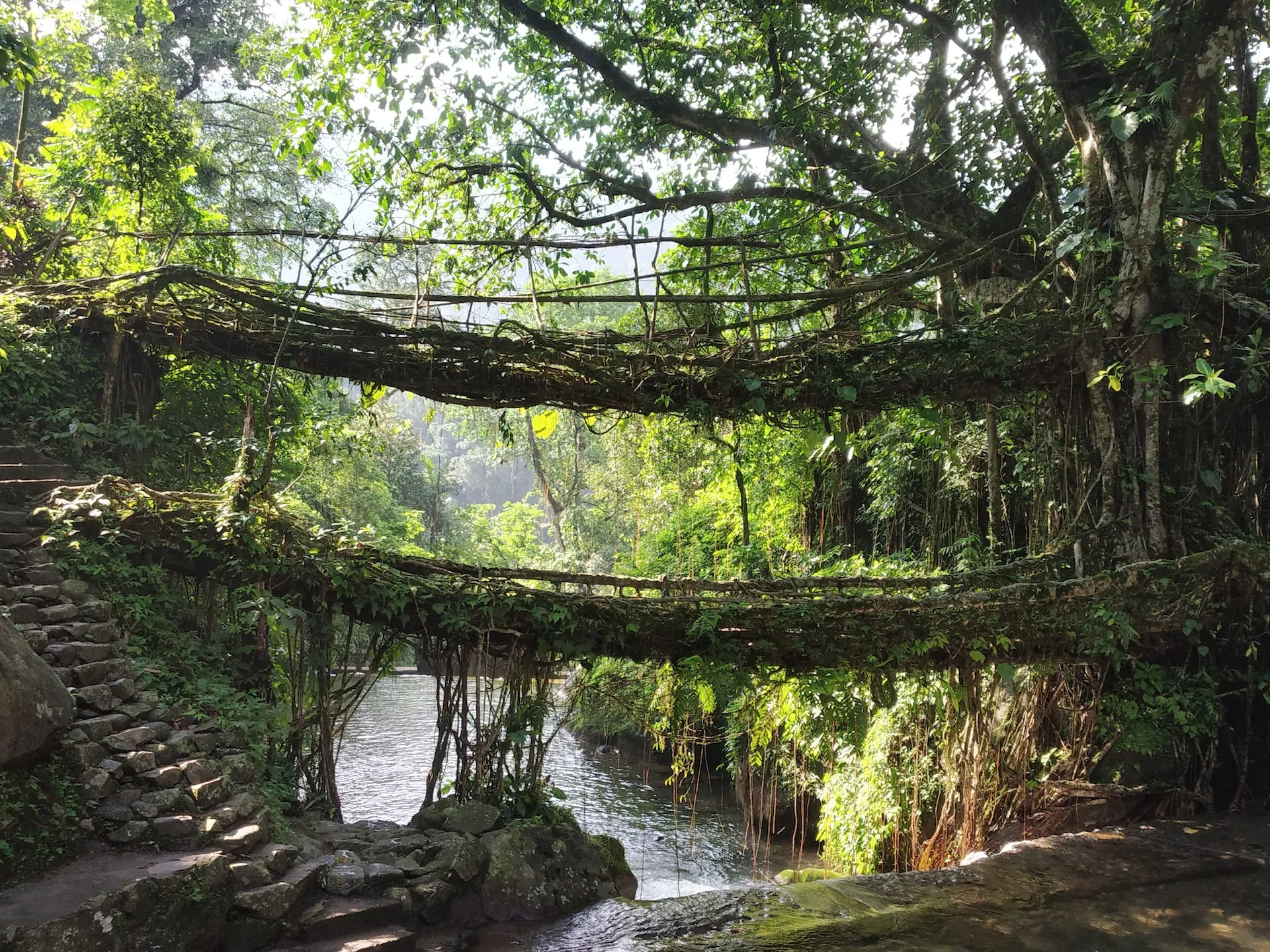 A bridge made up by tree roots over river