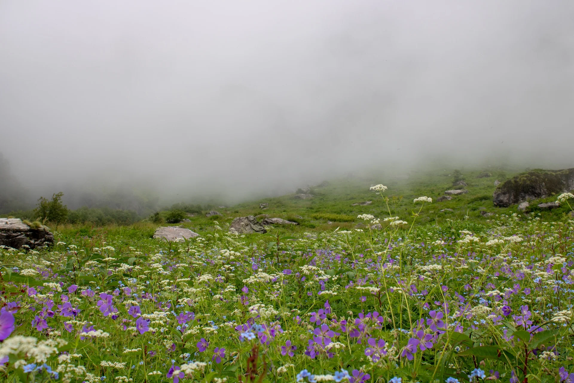 A scenic view of a valley filled with colorful flowers of different varieties, such as blue poppies, purple primulas, yellow marigolds and pink geraniums. The valley is surrounded by green hills and snow-capped mountains
