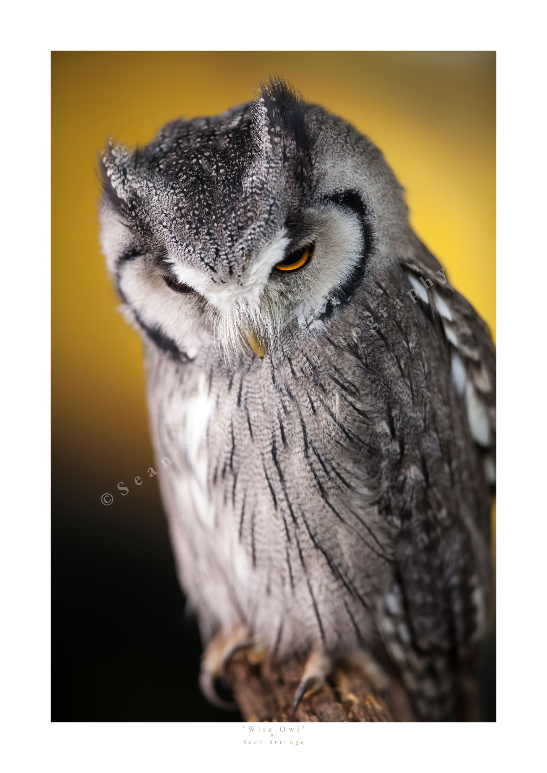'Wise Owl'