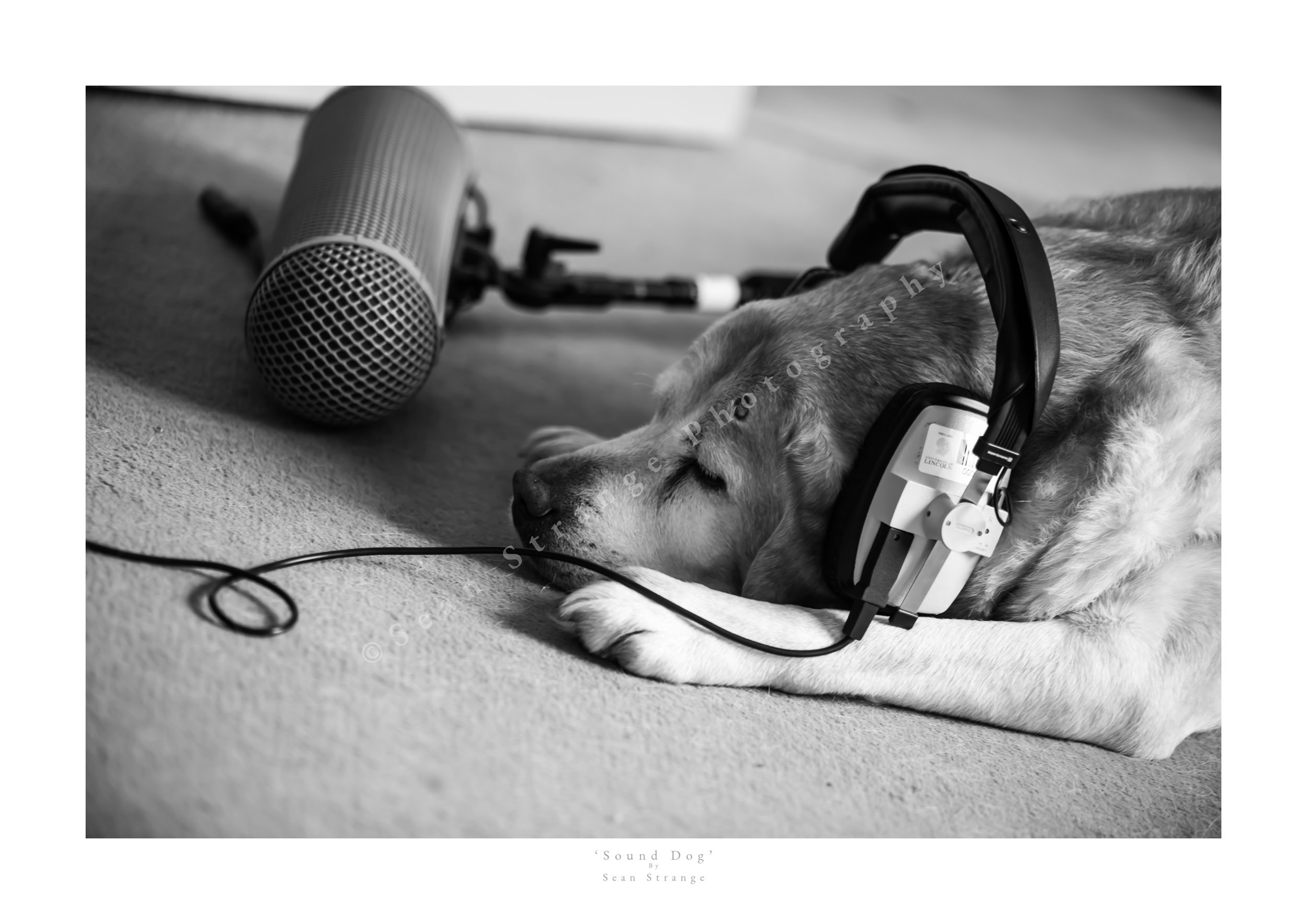'Sound Dog'