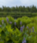 The purple spike-shaped inflorescences and heart-shaped leaves emerge from the water.