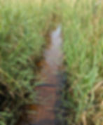 Brownish water covers a floating boardwalk, made of a metal grid.