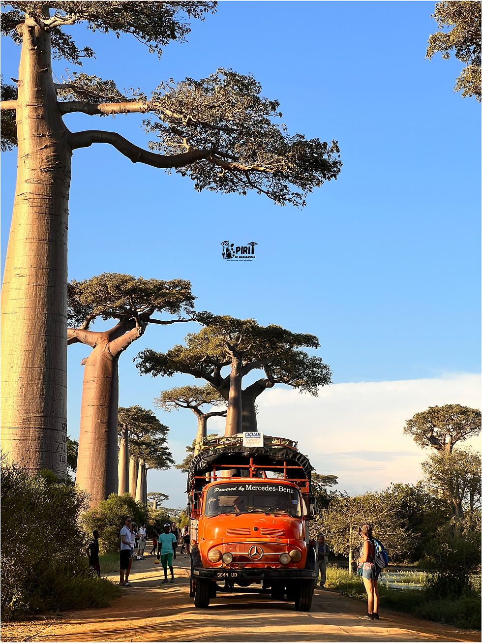 Through the iconic baobab avenue