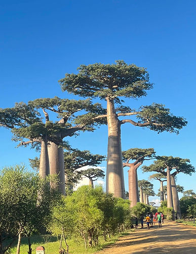 Baobab Avenue.jpeg
