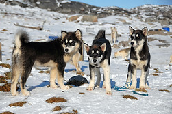 thomas_ritter-greenland-1963005.jpg