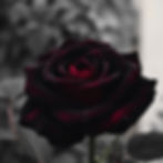 black and red rose.jpg